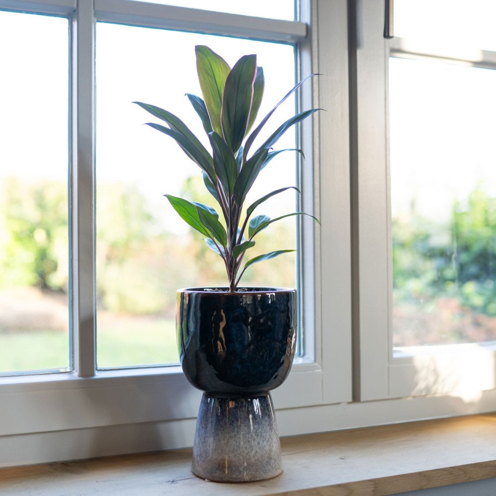 copy ofcopy ofcopy ofEva, Cache-pot, Qué RicoTranslation: Eva, Cache-pot, How delicious