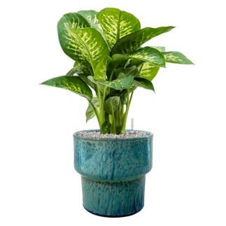 Splanky Reactive Green 22cm, Cache-pot, Sélectionné par Hippotigre