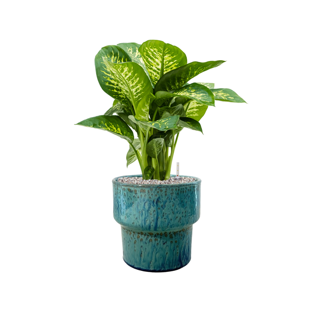 Splanky Reactive Green 20cm, Cache-pot, Sélectionné par Hippotigre Splanky Reactive Green 20cm, Cache-pot, Sélectionné par Hippotigre