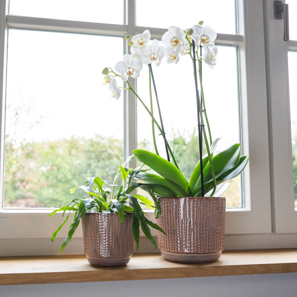 copy ofcopy ofcopy ofcopy ofcopy ofcopy ofcopy ofcopy ofcopy ofcopy ofcopy ofcopy ofcopy ofEva, Cache-