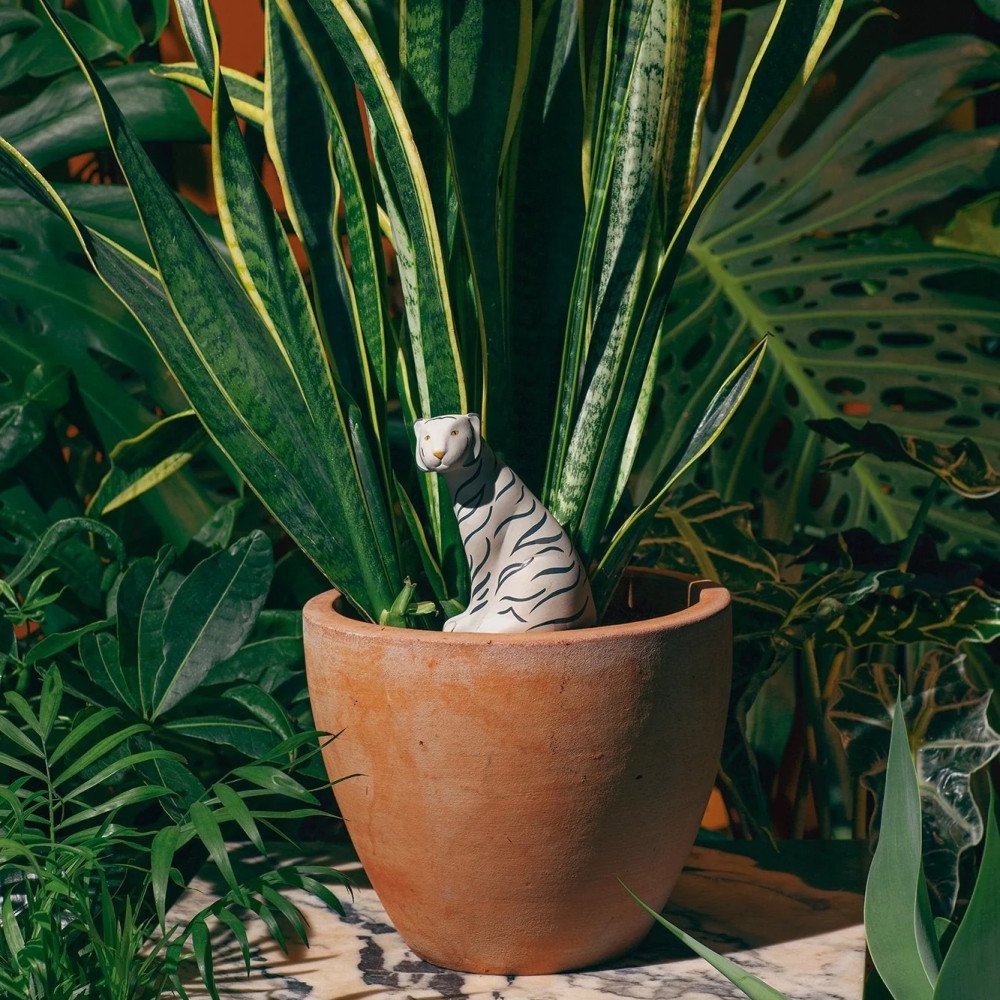 Jangal Tiger, Oya ou réserve d'eau pour plante, DOIY Jangal Tiger, Oya ou réserve d'eau pour plante, DOIY